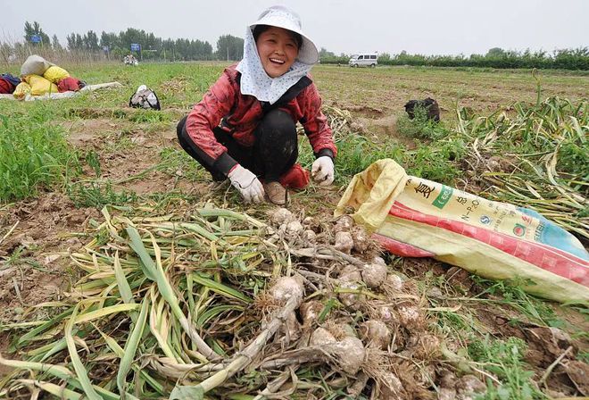 博鱼彩票大蒜马上就要种植了照着时间表种植不怕种植时间出错(图2)