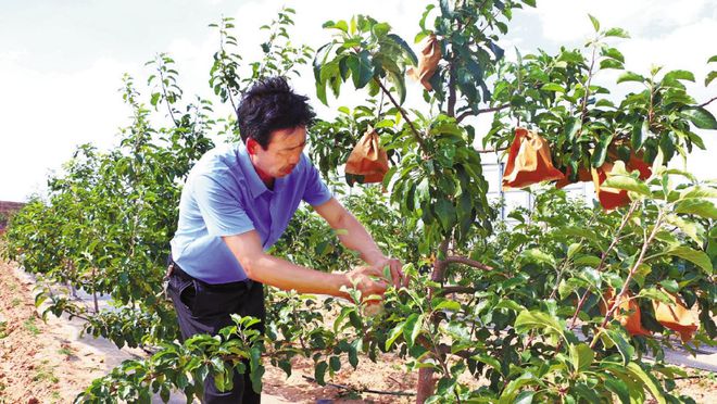 博鱼彩票神木贺家川丰劳山：900亩荒山变果园(图1)