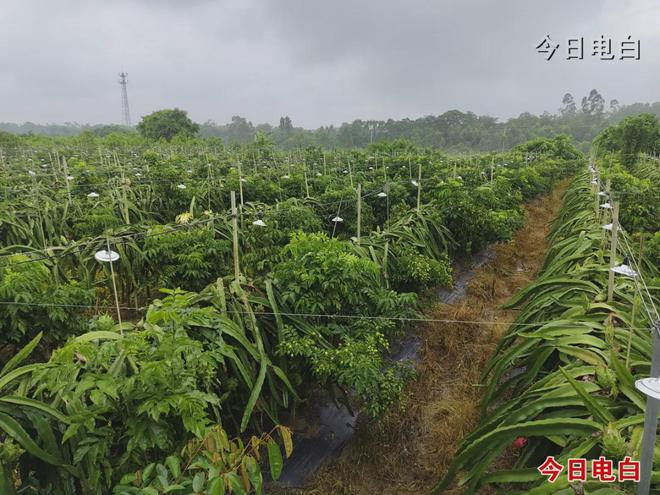 博鱼彩票电白这里藏了一个两河交汇的“百果园”(图12)