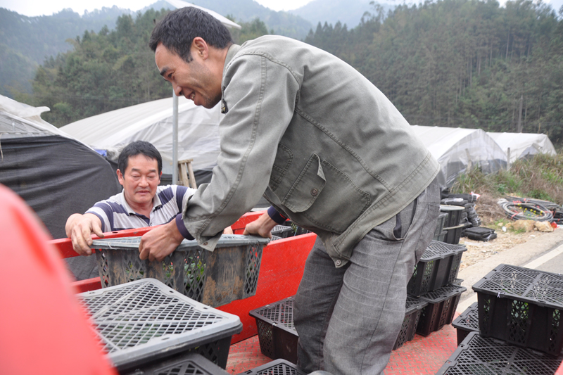 永福：果农种植热情高涨 “亿元村”罗汉果果苗供不应求(图1)