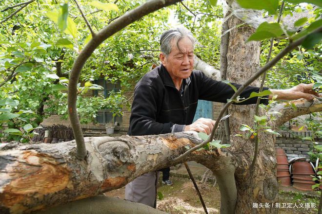 农村40年苹果树经过“手术”1棵能卖5000元看看啥样子(图3)